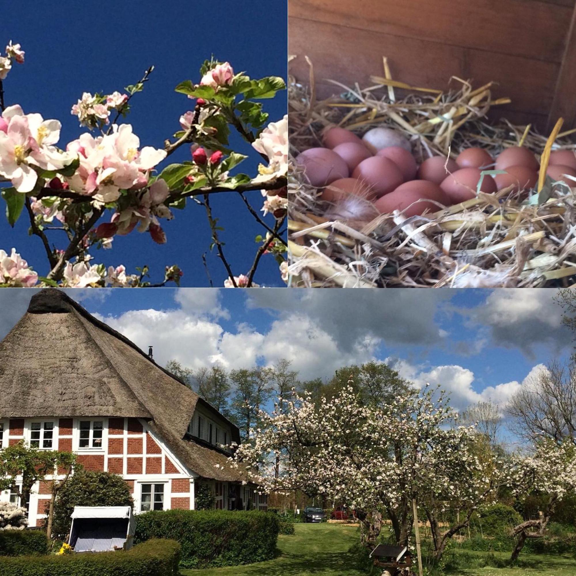 Altes Oste, Klavier Appartement, 2 Mit Kamin Apartament